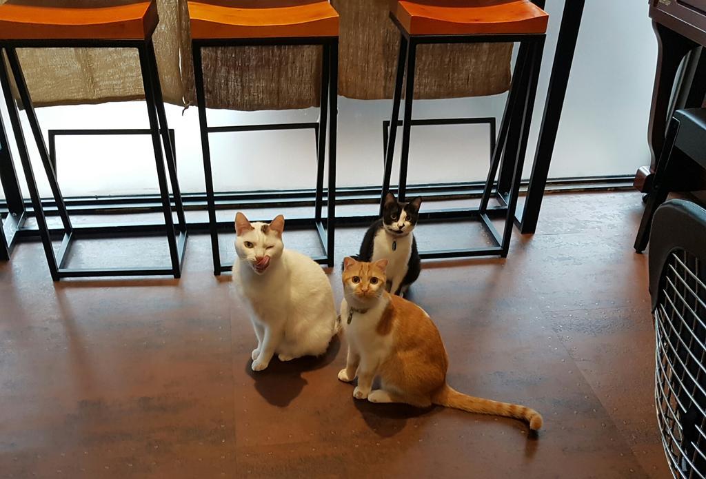 Meow G Cafe Hostel Хуалиен Сити Екстериор снимка